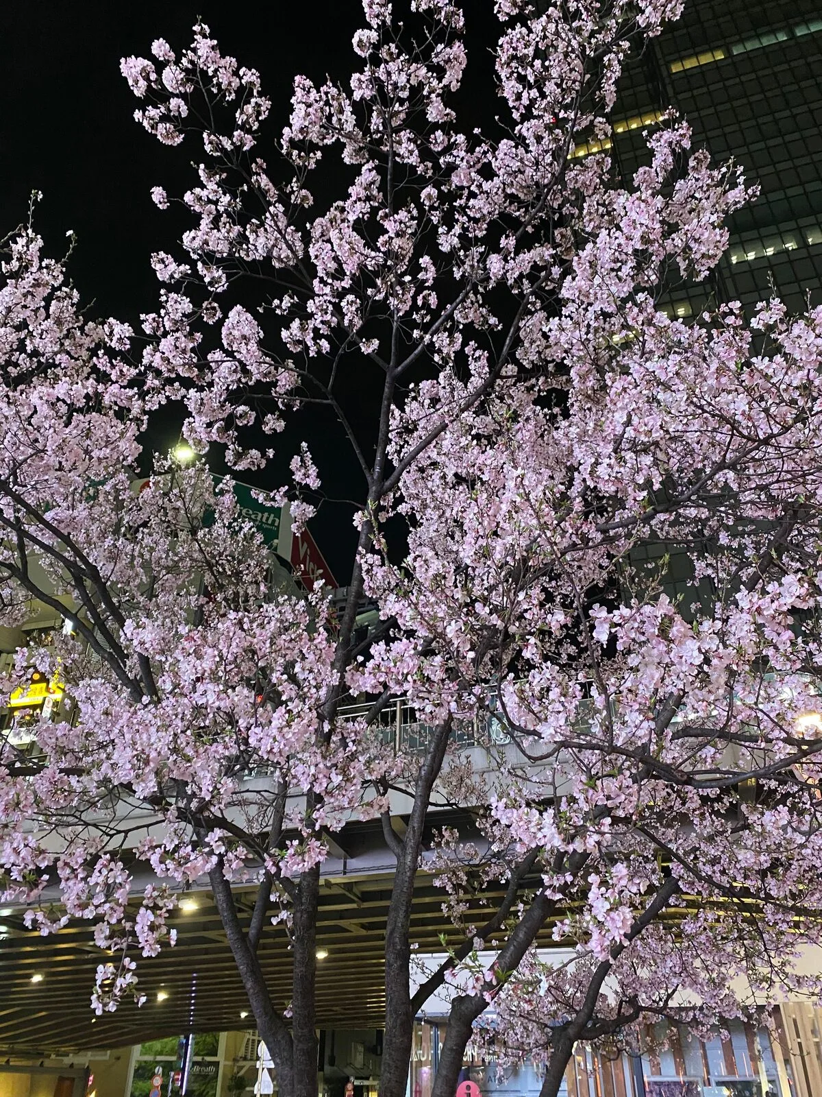 院内のしつらえ